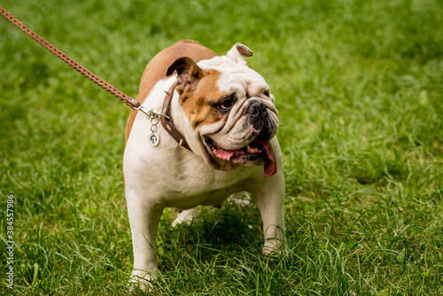 Portrait of cute english bulldog at the park.