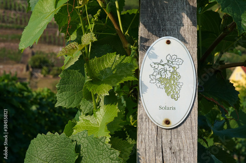 Vine plants with a 
