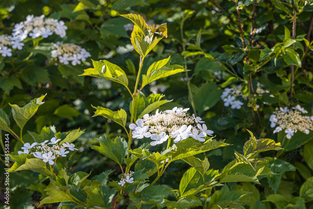 Beautiful delicate inflorescence of white flowers with yellow stamens Viburnum with green leaves are on a blurred background in the park in summer Beautiful delicate inflorescence of white flowers with yellow stamens Viburnum with green leaves are on a blurred background in the park in summer
