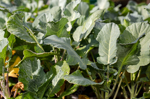 Fresh green seedlings. Selective focus shot of bright green leaves, planting seedlings in greenhouse. Idea for wallpaper, postcard, poster design, banner, copy space, close up.