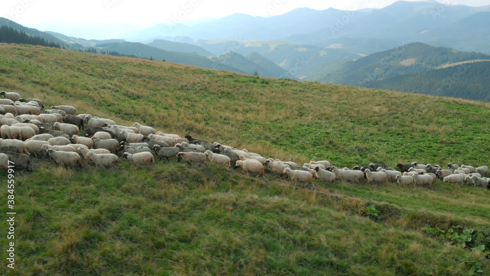 Flock of sheeps are crossing the green glade. Endless field in the hills. Great shadows of mountain on the background.