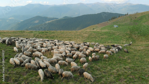 Canvas Print A flock of sheep are feeding on the meadow