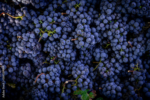 Dark blue ripe grapes for making red wine macro - Cabernet grapes