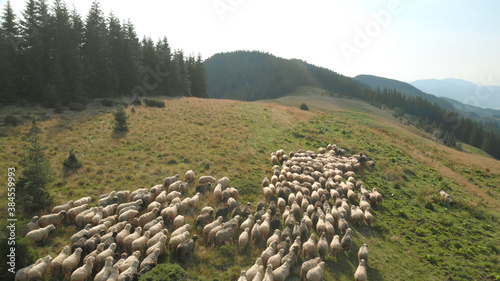 Fotografie Herd of sheeps on the summer pasture
