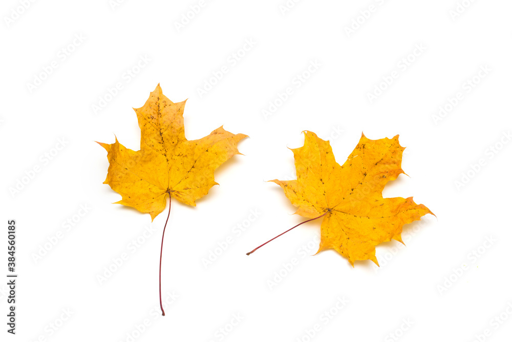 autumn maple leaf isolated autumn maple leaf isolated