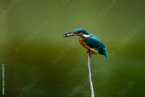 common kingfisher