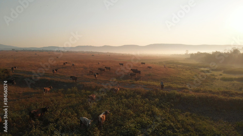 Cows are grazing on the sunset. Golden meadow in the evening. Fogge silhouettes of mountain. photo