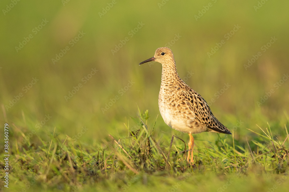 Ruff in Biebrza national park in Poland Ruff in Biebrza national park in Poland