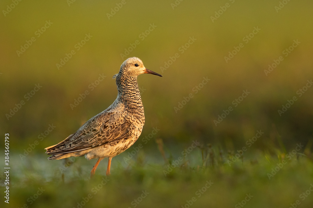 Ruff in Biebrza national park in Poland Ruff in Biebrza national park in Poland