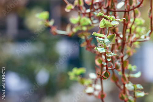 Succulents. Image of Crassula sarmentosa variegata photo