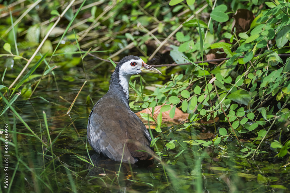 Amaurornis phoenicurus Amaurornis phoenicurus