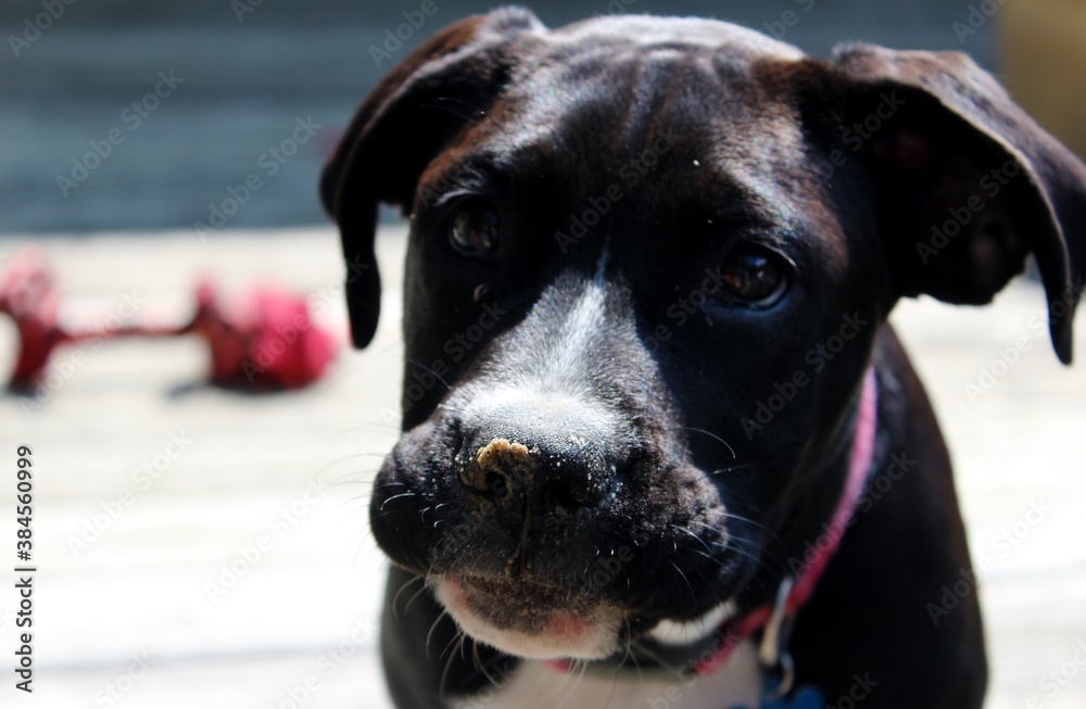 close up of black and white puppy