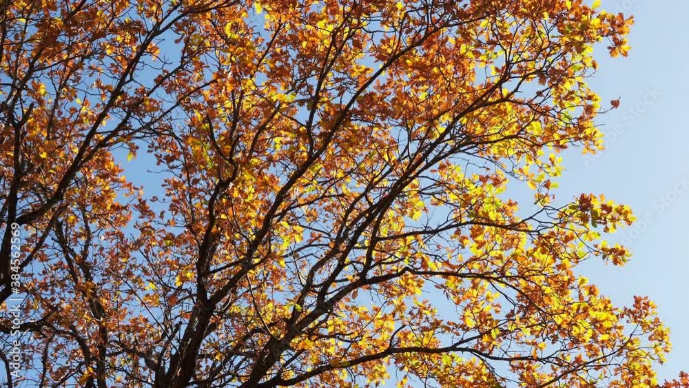 Autumn forest beauty. Golden tree leaves. Sun beam. Blue sky. Beautiful birch leaves swinging on a tree in autumnal Park. Fall Autumn forest beauty. Golden tree leaves. Sun beam. Blue sky. Beautiful birch leaves swinging on a tree in autumnal Park. Fall
