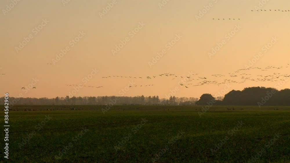 Crane rest and feed on grain field / Germany Crane rest and feed on grain field / Germany