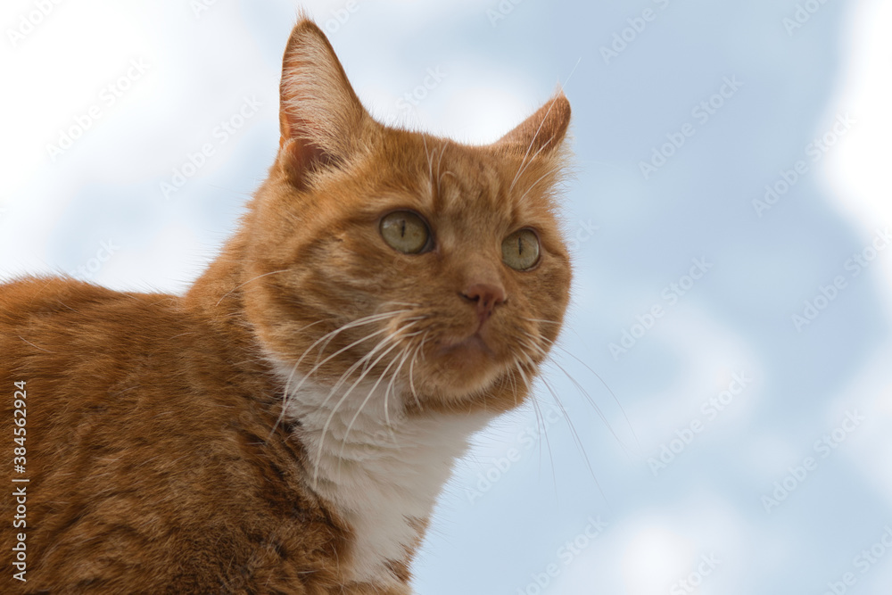 portrait of a cat looking with a light blue cloudy background, photo made on 9 september in Weert the Netherlands