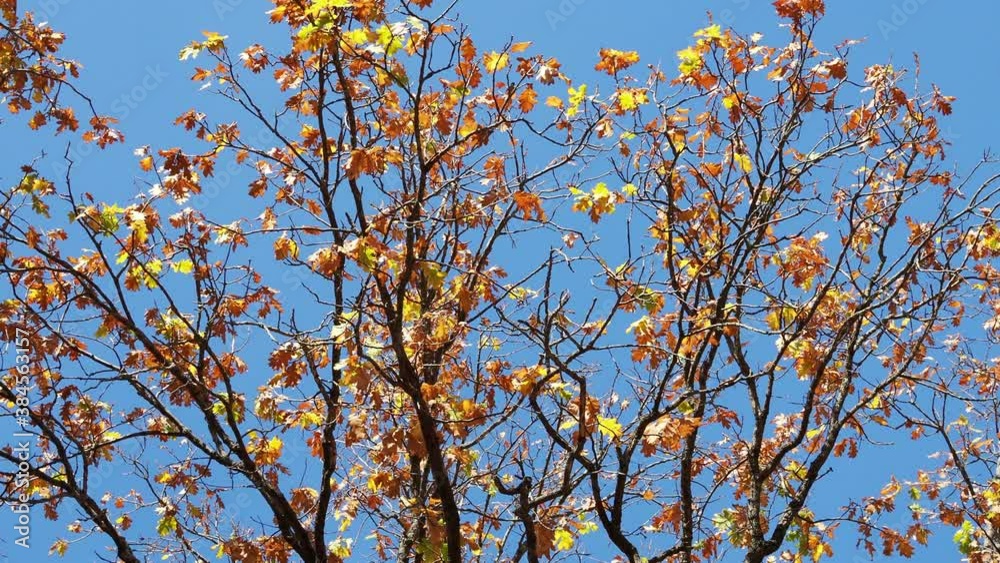 Leaves on the branches in the autumn forest. Leaves on the branches in the autumn forest.