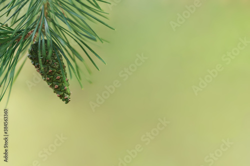 A pine branch with a green cone. Copy space for text.