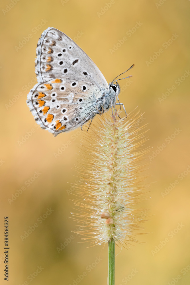 The Common blue butterfly at dawn (Polyommatus icarus) The Common blue butterfly at dawn (Polyommatus icarus)