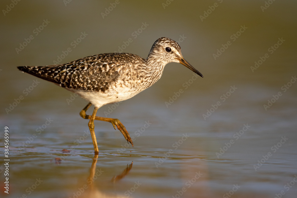 Wood sandpiper feeding in shallow water on the shore of Biebrza river in Biebrza national park Wood sandpiper feeding in shallow water on the shore of Biebrza river in Biebrza national park