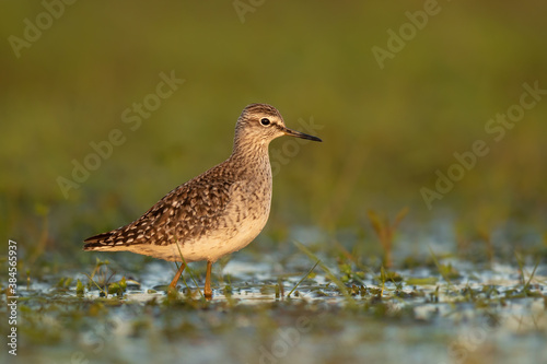 Wood sandpiper feeding in shallow water on the shore of Biebrza river in Biebrza national park