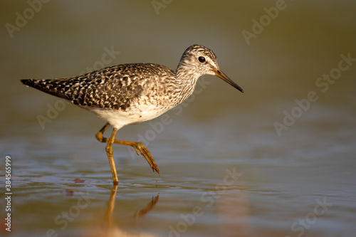 Wood sandpiper feeding in shallow water on the shore of Biebrza river in Biebrza national park © Grzegorz