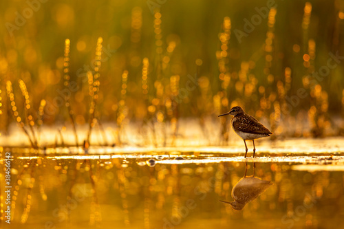 Wood sandpiper feeding in shallow water on the shore of Biebrza river in Biebrza national park