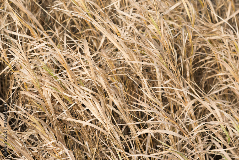 Abstract background of dry grass. Dry grass texture. Selective focus Abstract background of dry grass. Dry grass texture. Selective focus
