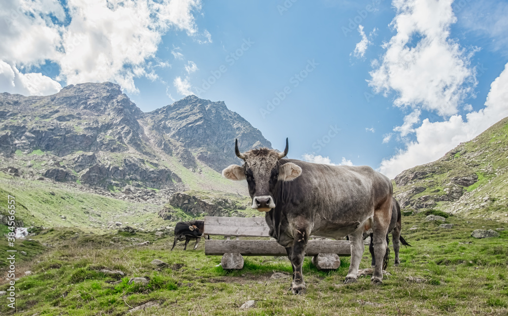 Weidende Kühe im Kaunertal
