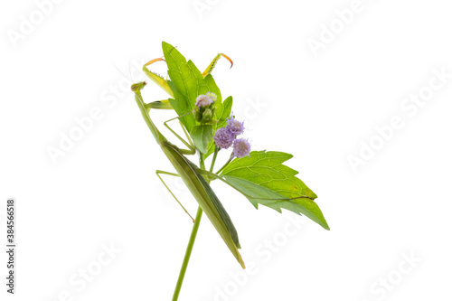 Mantis in the branches on a white background