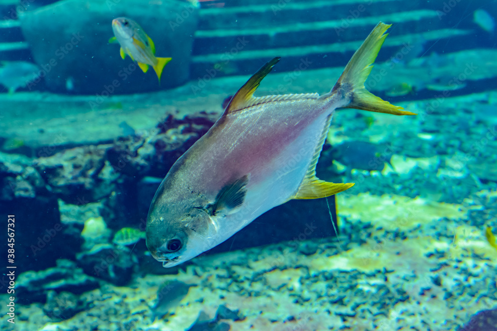 Trachinotus blochii or snubnose pompano in Atlantis, Sanya, Hainan, China.. Pompanos are marine fishes in the genus Trachinotus in the family Carangidae (better known as Trachinotus blochii or snubnose pompano in Atlantis, Sanya, Hainan, China.. Pompanos are marine fishes in the genus Trachinotus in the family Carangidae (better known as