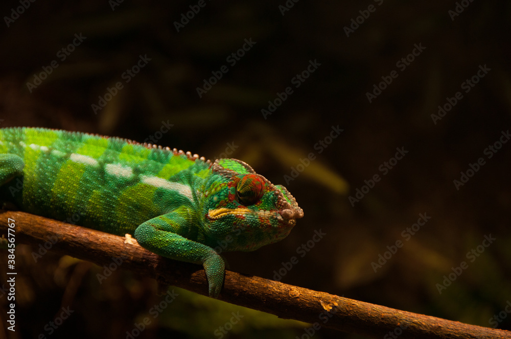 Fototapeta premium Chameleon on a tree branch. Lizard in zoo park