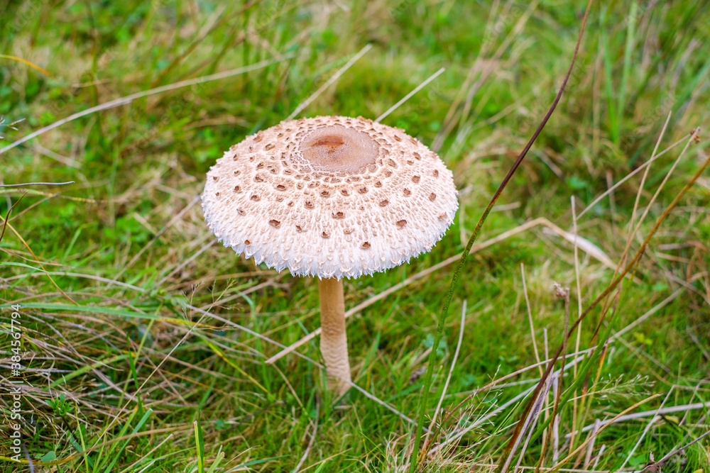 Parasol mushrooms ( Macrolepiota procera ) in the forest Parasol mushrooms ( Macrolepiota procera ) in the forest