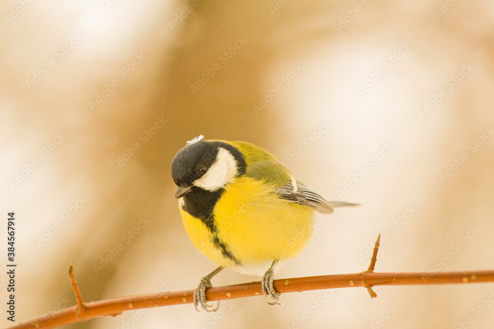 Fototapeta premium titmouse with a snowflake on top of a branch in a winter park