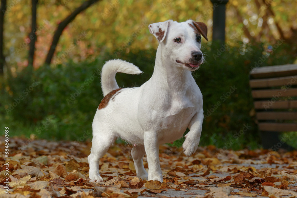 Terrier in a hunting stance with a raised paw Terrier in a hunting stance with a raised paw