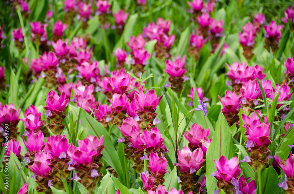 Curcuma sessilis flower in garden for natural background