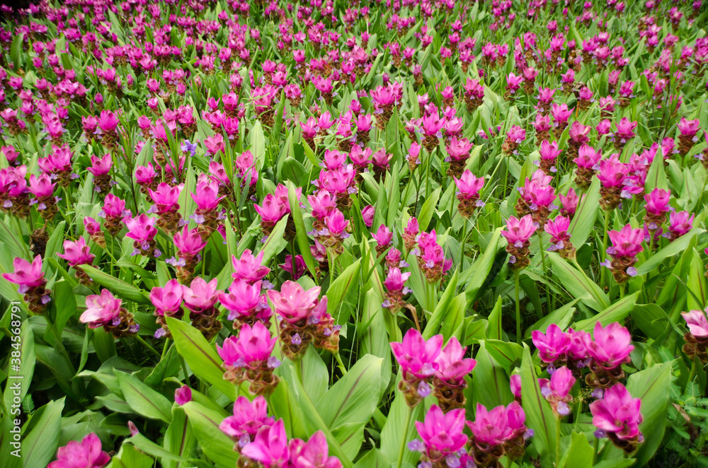 Curcuma sessilis flower in garden for natural background