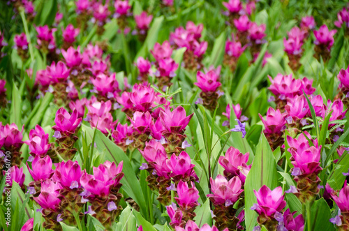 Curcuma sessilis flower in garden for natural background