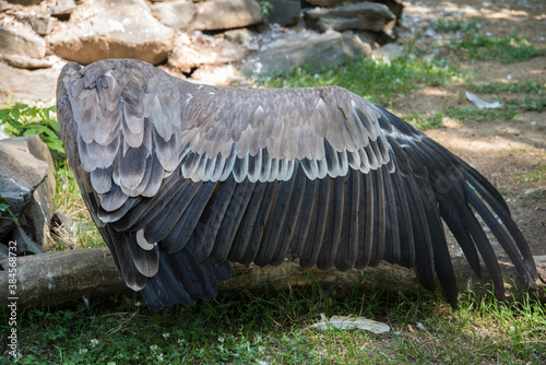 A large bird of prey spread its huge wing. The vulture shows a wingspan. Large grey feathers. Wing. Gray shade.