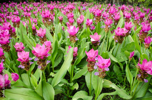 Curcuma sessilis flower in garden for natural background