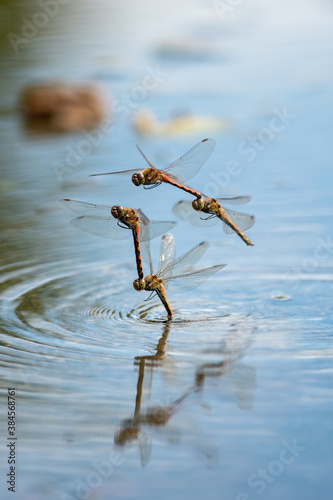 アキアカネの産卵（二態合成）