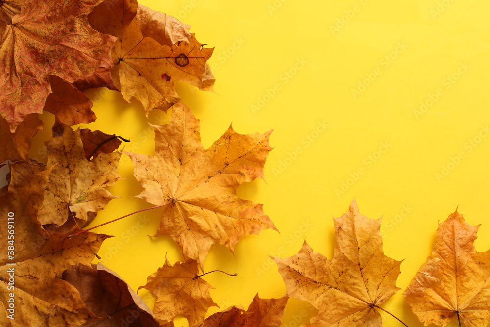 Fototapeta premium yellow maple leaves on a yellow background