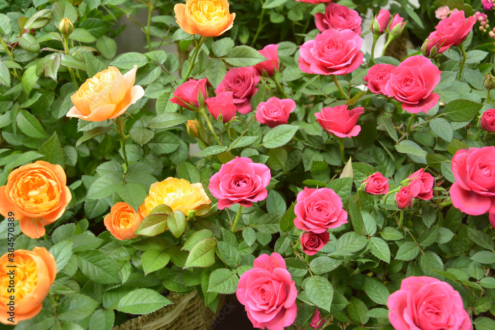 group of roses blossoms in the green leaves group of roses blossoms in the green leaves