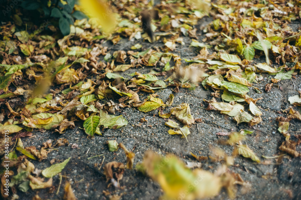 Herbstlaub Herbstlaub