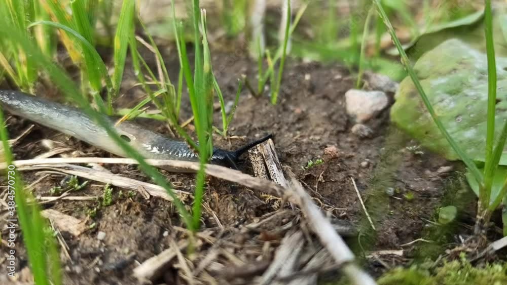 Macro shot of a slug, slow motion, nature and insects
Macro shot of a slug, slow motion, nature and insects