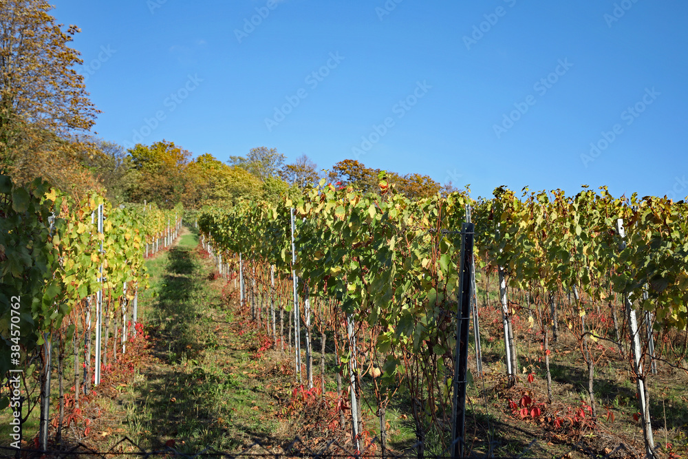 Obraz premium Weinberg Durlach