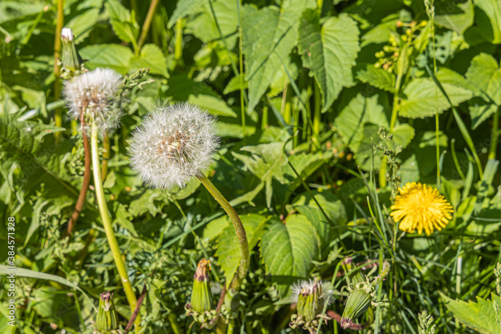 Group of white fluffy dandelion heads with seeds is on a beautiful blurred green background Group of white fluffy dandelion heads with seeds is on a beautiful blurred green background