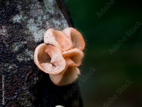 Beautiful  and rare mushrooms or conks  on a tree, selective focus photo