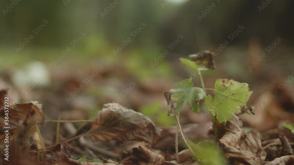A chestnut fallen from a tree lands on the forest floor among autumn leaves A chestnut fallen from a tree lands on the forest floor among autumn leaves