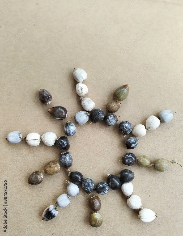 Photo of Seeds of Job's tears, scientific name Coix lacryma-jobi, arranged in a star form. Photo of Seeds of Job's tears, scientific name Coix lacryma-jobi, arranged in a star form.