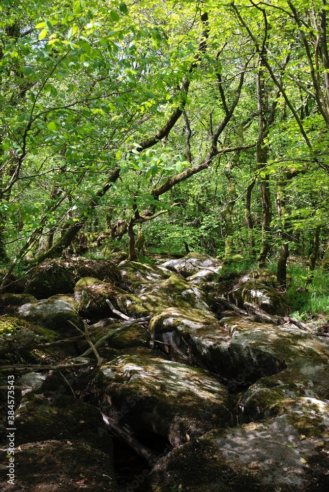 Fototapeta premium Forest and rocs in Brittany